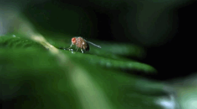 Ảnh động màn bắt mồi kinh điển của sâu bướm vùng Hawaii